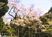 藤路の桜