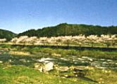方須の桜並木