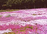 国田家の芝桜