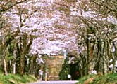 明建神社参道の桜並木